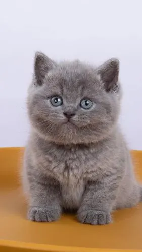 今日出窝小可爱,丁香妹妹&蓝猫弟弟,不要怀疑,就.