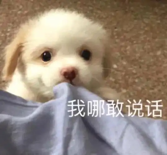 uu们有没有一些可爱狗子的表情包哇? - 知乎