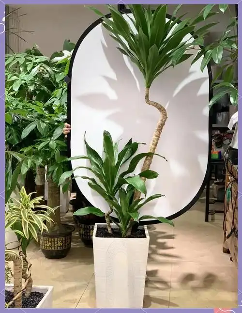 🌿巴西铁树的养殖秘籍🌿