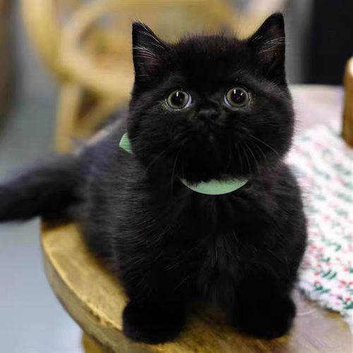 黑猫幼崽活体宠物猫咪真的小猫可爱短毛渐层小黑猫【7天内发货】