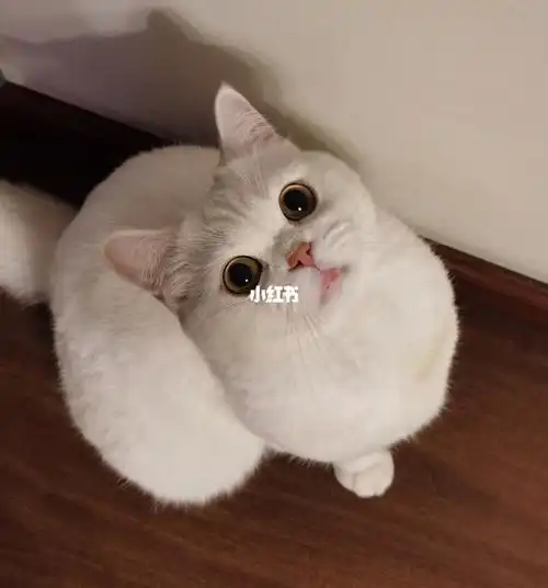 初次见面请多关照,凯米尔色渐层弟弟93