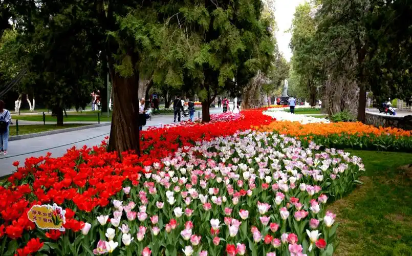 郁金飘香——采风于中山公园郁金香花展