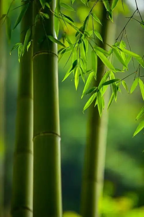 799_1200竖版 竖屏