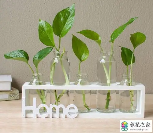 水培绿萝能用井水吗