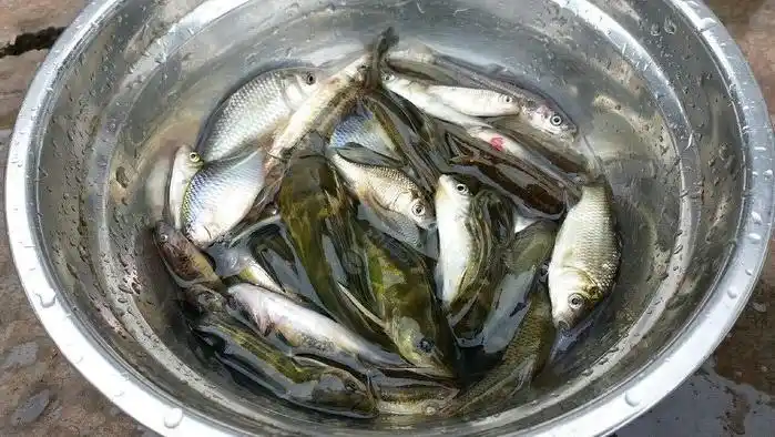 农村毫不起眼的小溪里藏着600一斤的罕见野生鱼