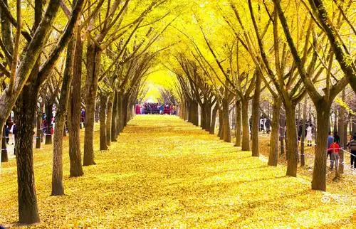 满地多是黄金甲(邳州)