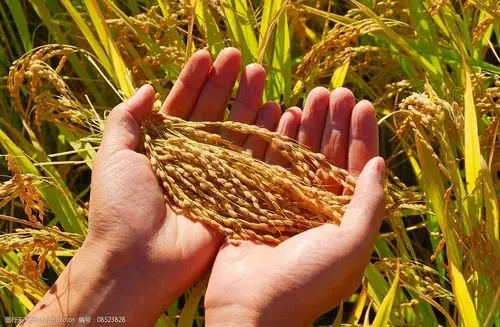 双手捧住丰收的水稻图片图片-图行天下图库
