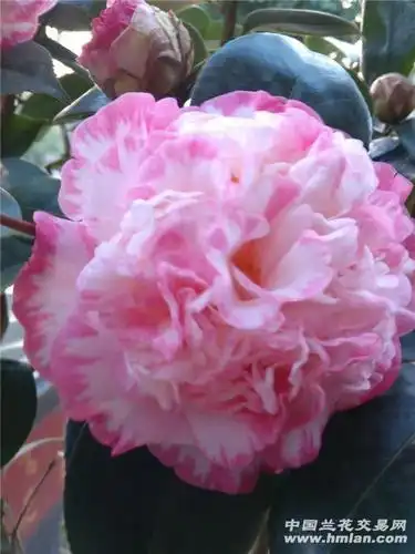 复色多瓣茶花女皇二号多花苞