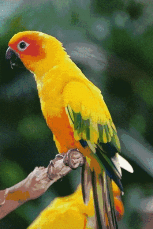 在东方神话中 鸟是一种具有灵性的动物 全世界为人所知的鸟类 一共有