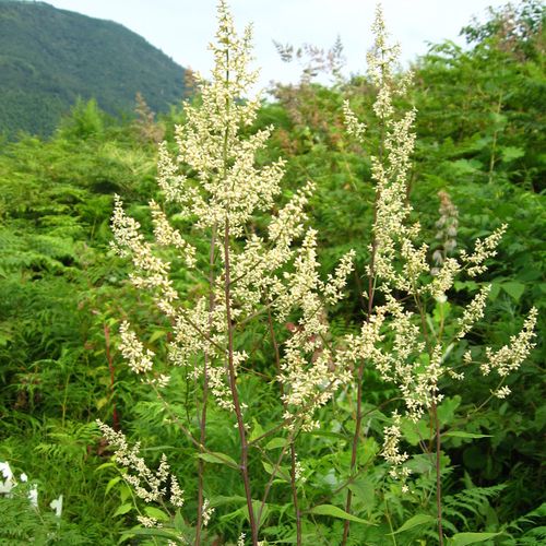 高山野生六月霜茶中暑暑热夏季凉茶刘寄奴奇蒿其他药食同源食品
