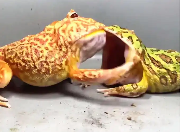 血丝南瓜角蛙:tm的,再抢一个试试!