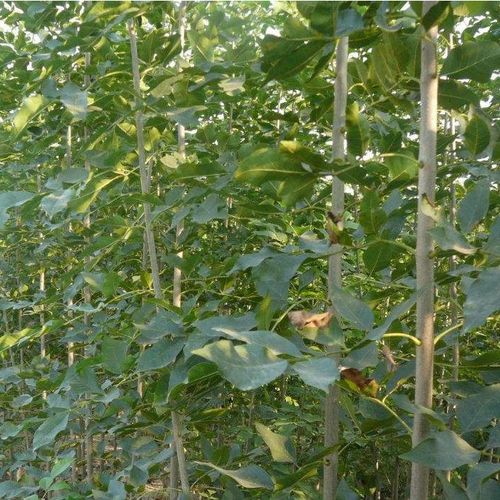 绿化苗木原生白蜡树苗速生白腊树苗白腊苗占地 拆迁 绿化篱笆耐寒