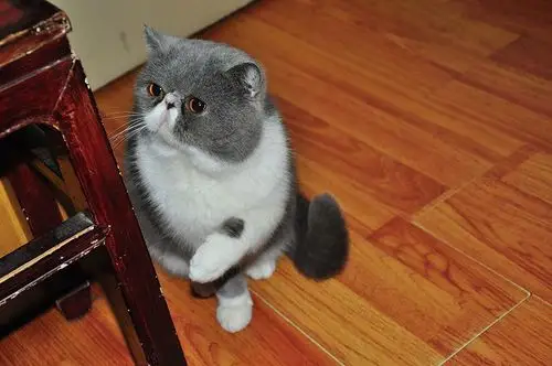 纯种加菲猫提供配种