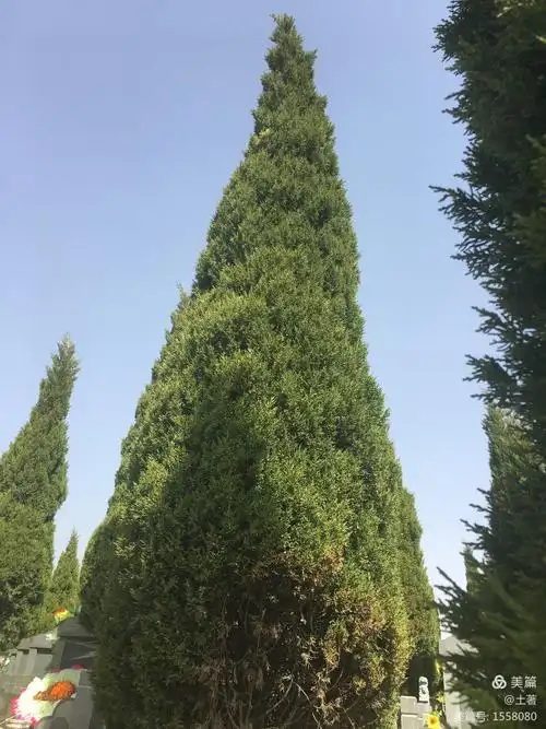 父母墓前的柏树,经过十年的风雨已经越来越高.