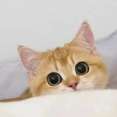 高清治愈系的2021头像可爱呆萌猫图片