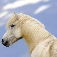 微信帅气骏马头像_微信头像图片大全