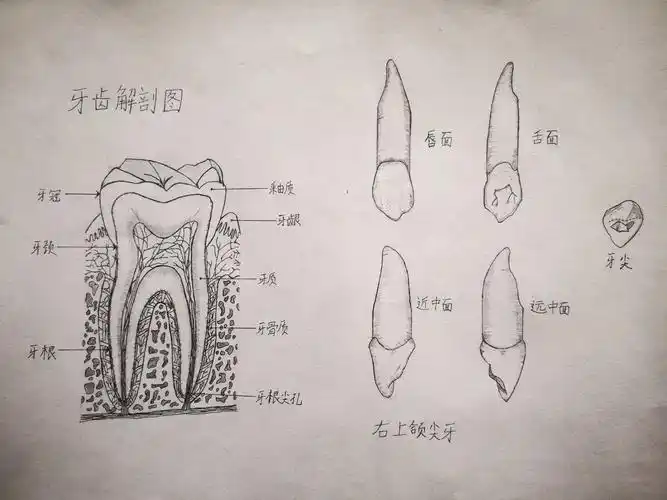 小小牙齿在人体中也是神一般的存在