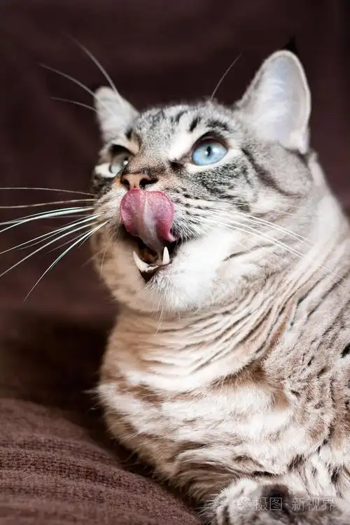 舌头照片-正版商用图片04g90m-摄图新视界