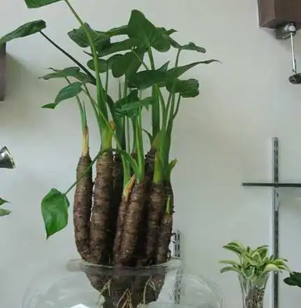 水培滴水观音的养殖方法