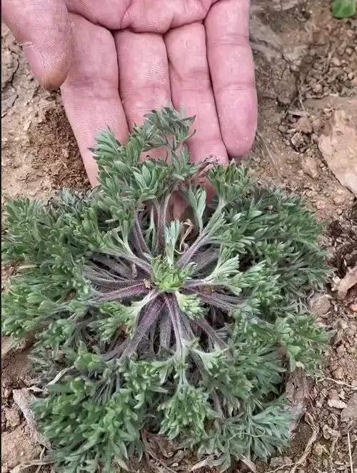 这个的植物叫做茵陈,老一辈的人常常用它和大枣煮水去喝