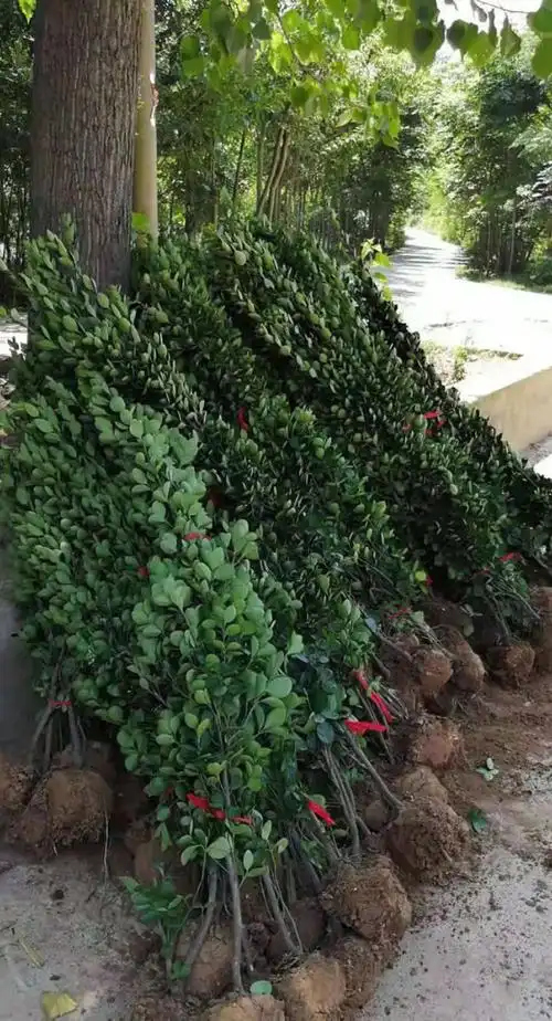 河南北海道黄杨--潢川北海道黄杨基地直销