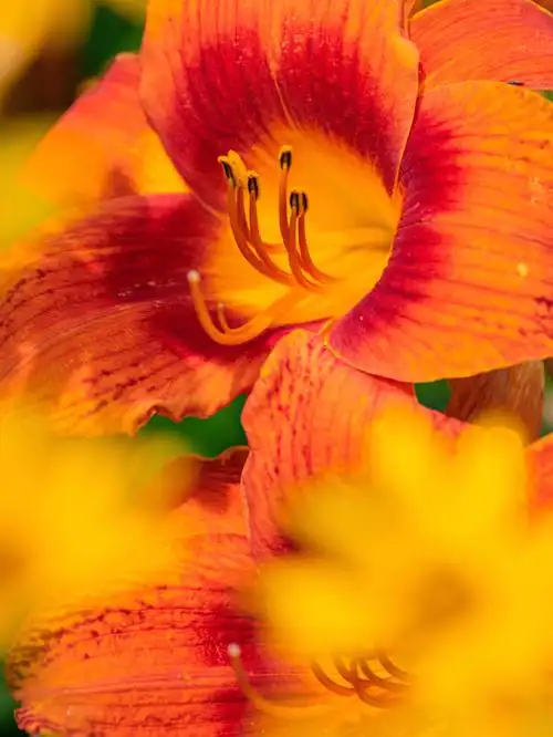 是夏天的代表色,就是有些花不走寻常路,黄黄火火,热烈奔放,萱草就是