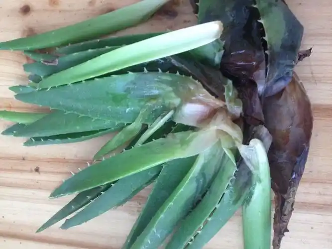 为什么芦荟会这样烂,是什么原因?