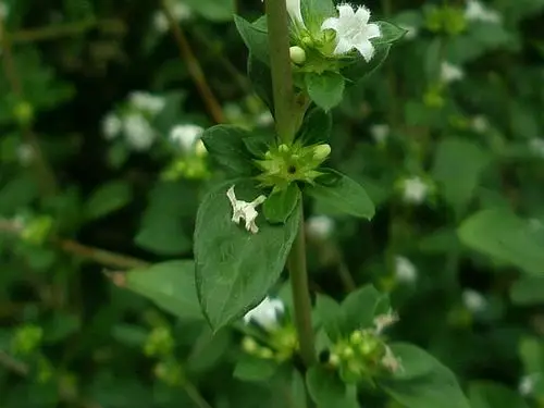 野生正宗中药材六月雪满天星白马骨鸡骨柴千年不大凉粉草鲜品500g