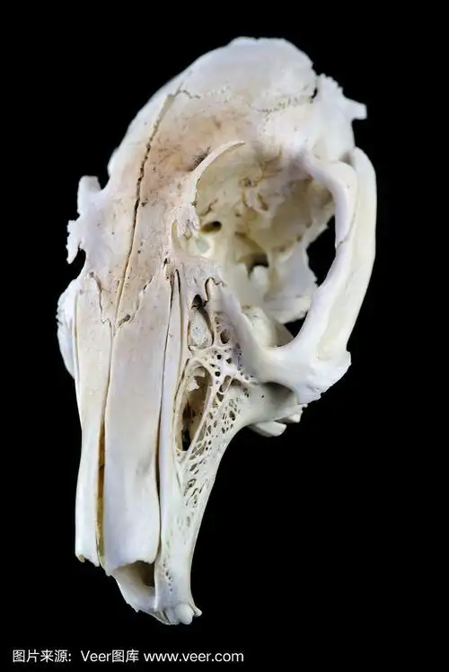 老鼠,背景分离,黑色背景,头骨,生物学