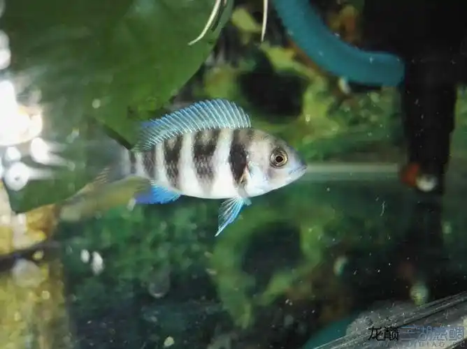 小布养4月从2cm到8cm咋是这颜色