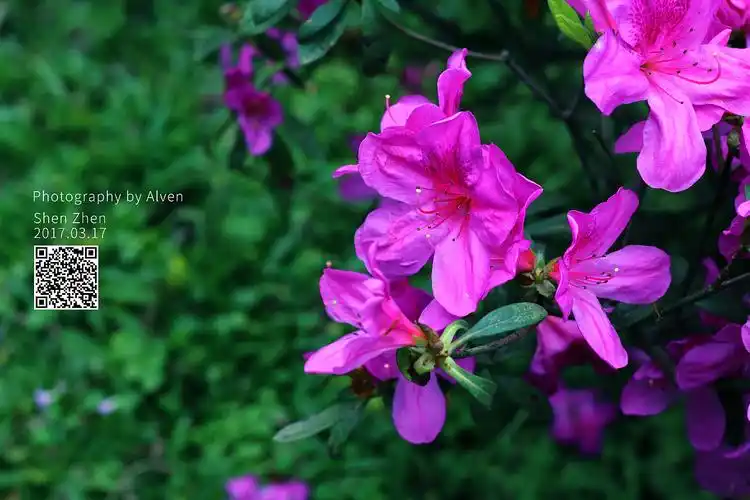 春日公园花草树木绿色摄影 春天唯美绿意主题拍照旅游照