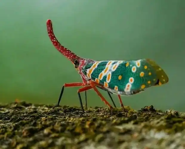 昆虫中的龙之龙眼鸡