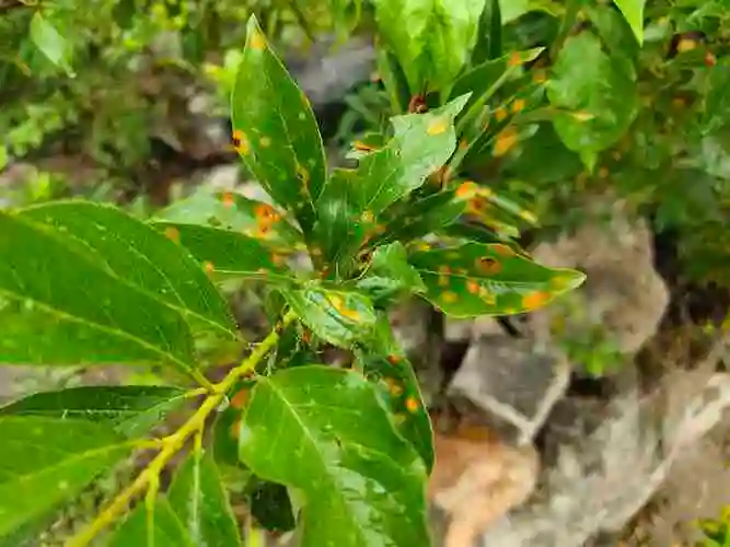 你好老师李子树叶是这样的还有很多叶子凋零了是怎么回事