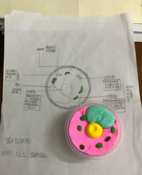 初一实验班生物模型制作大赛获奖公示