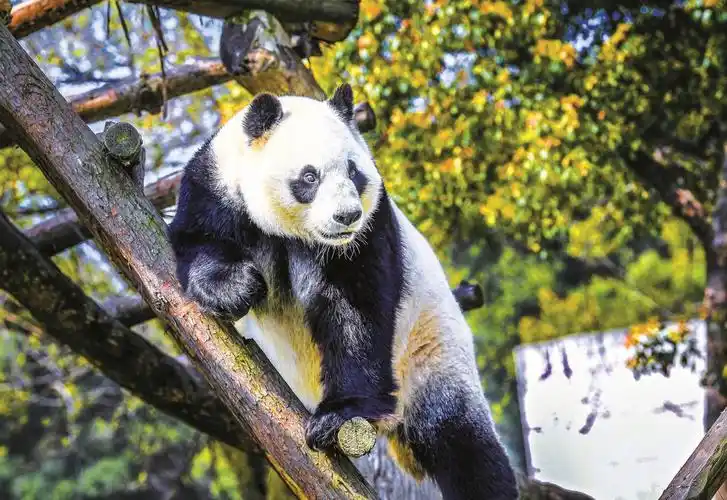 本月底,这对可爱的大熊猫姐妹花要回家了_长江云 - 湖北网络广播电视