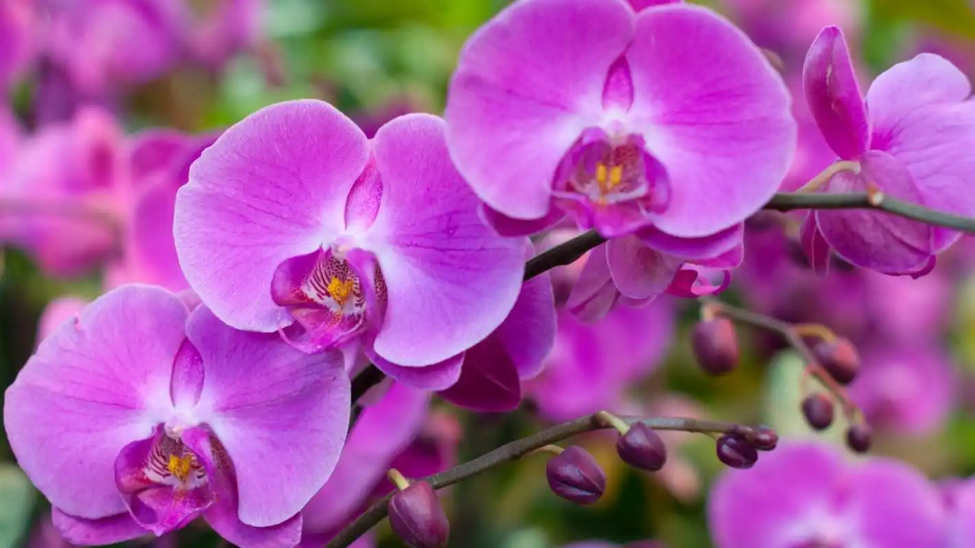 兰花图片高清花卉摄影图片桌面壁纸高清大图预览1920x1200_植物壁纸