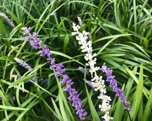 沿阶草仅仅是草吗