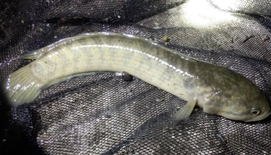 【张公鱼的食用方法】原料:张公鱼1条,生姜适量,豆腐适量,油适量,盐