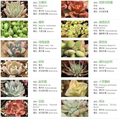 多肉植物图片与分类,名称