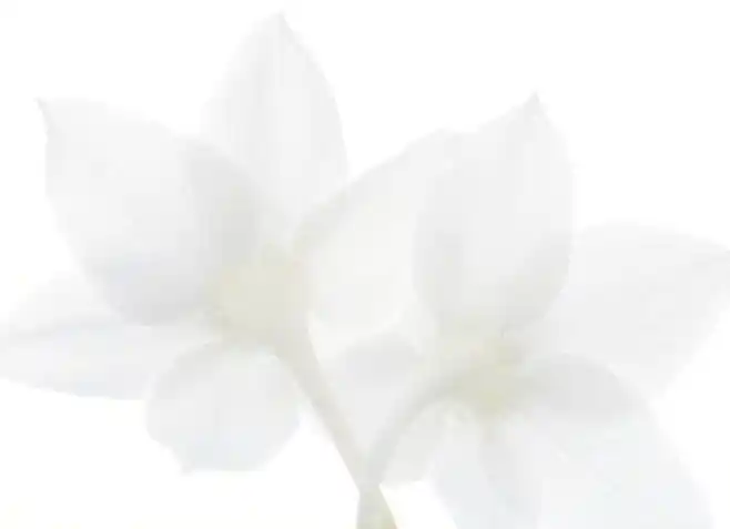 花背景白色淡雅