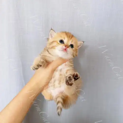 金渐层ny23金虎斑弟弟