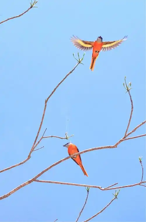 龙凤英:心随鸟动的摄影者.