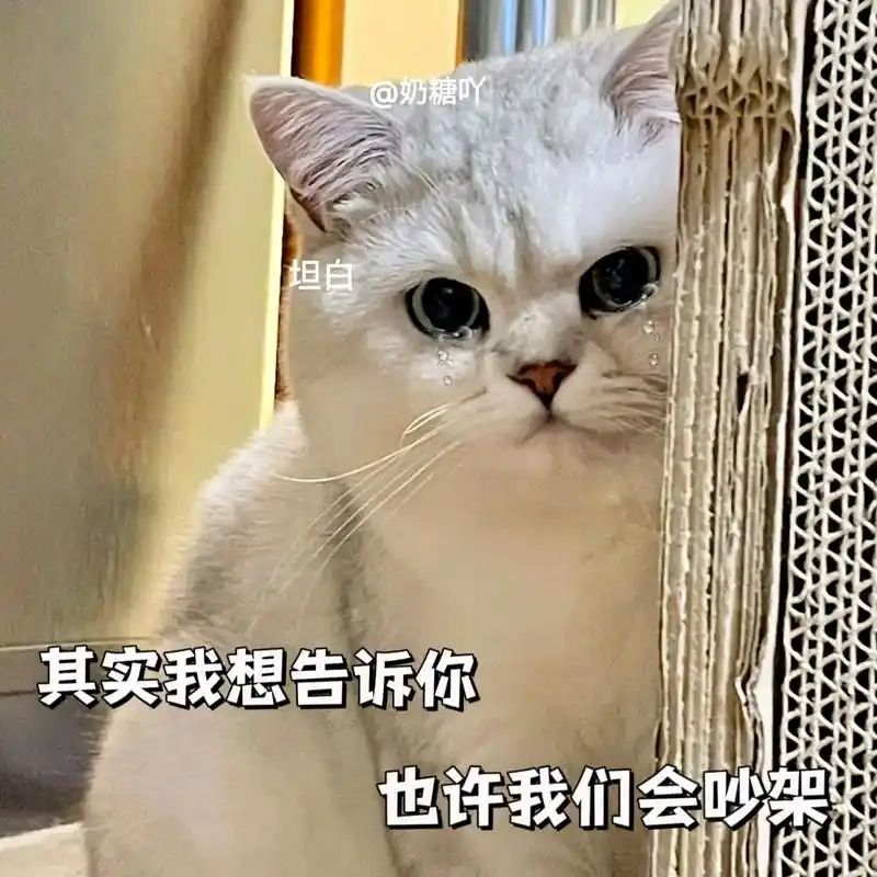 臭宝,我认真的.#猫咪表情包 #发给对象表情包 #每帧都是表 - 抖音