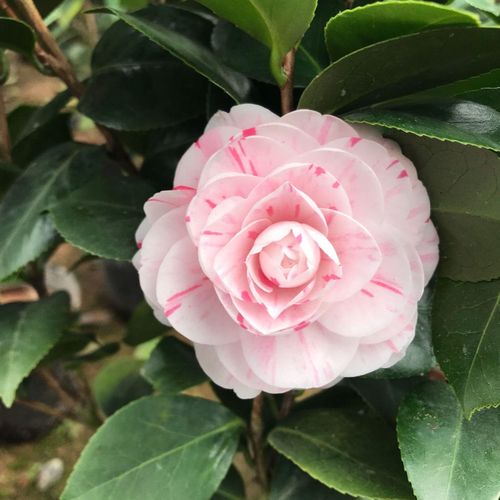 十八学士茶花盆栽嫁接白底一树多色带花苞名贵品种绿植阳台庭院