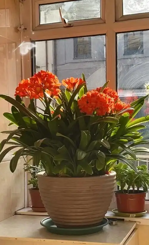 世界上最吉利好运的花,世界上最吉利好运的花朵(开花就是"好兆头")