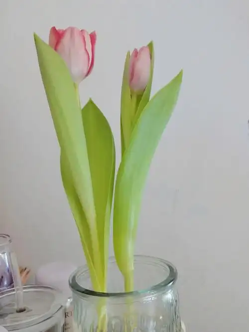 水培郁金香14天开花了