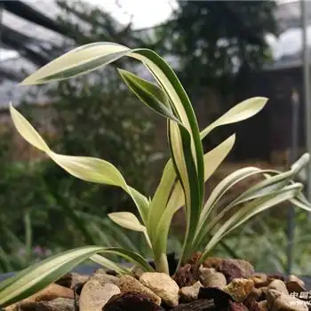 漂亮 中透 - 中国兰花交易网