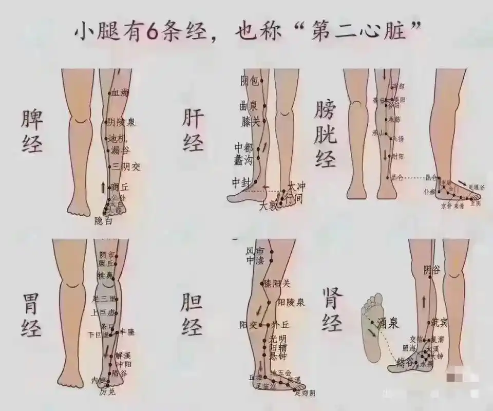 腿部的重要性.衰老从腿开始,俗话说:树老根先枯,人老腿先衰. - 抖音