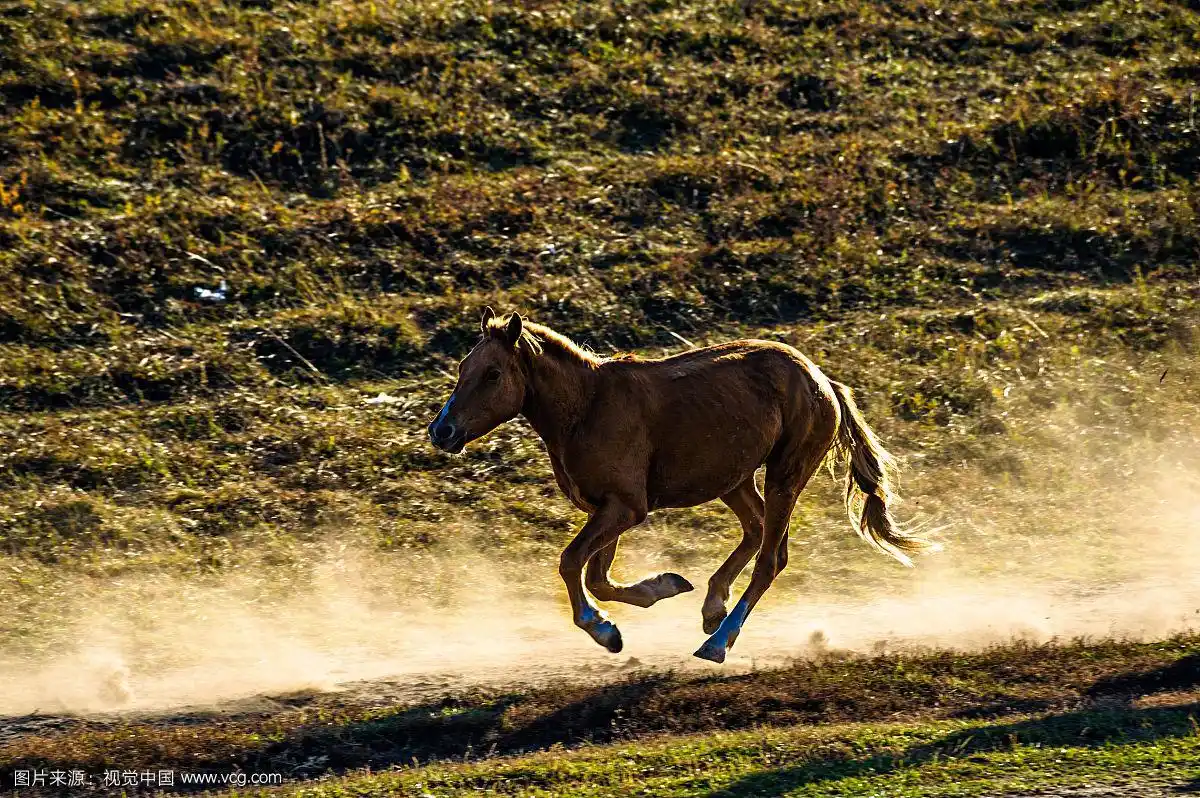飞奔的骏马