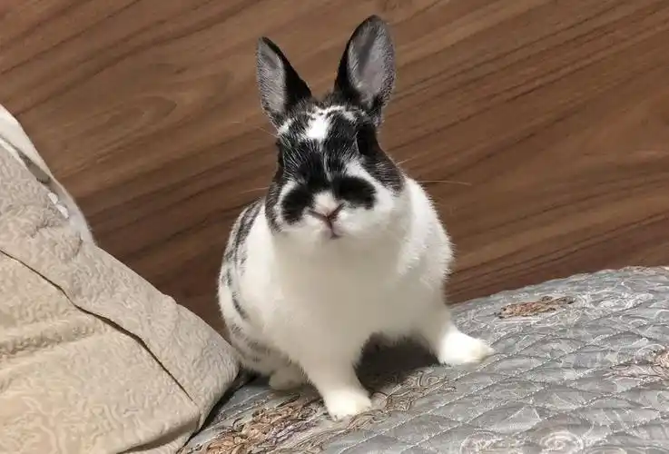 晒一下我的丑兔子